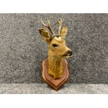 Taxidermy wall plaque of Deer