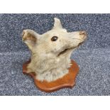 Taxidermy fox head on wooden shield plaque