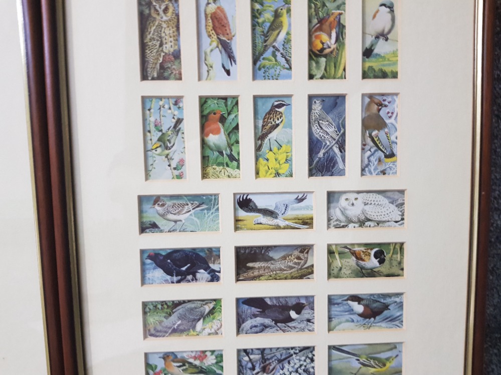 After C F Tunnicliffe "British Birds" Brooke Bond Tea Cards series 50, framed. - Image 3 of 3