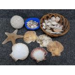 Box of various sea shells & starfish