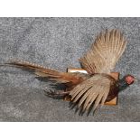 A taxidermy pheasant mounted on an oak board.