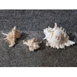 Three conch shells, largest measures 21cm long