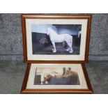 Two colour prints of grey cob horses in stables largest measures 48 x 72cm.