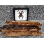 3 genuine natural ranch mink stoles plus a Framed & mounted Chaco Golden Knee tarantula - perfect