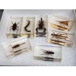 A collection of taxidermy insects encased in resin displays including cricket, centipede & 2x