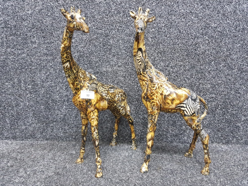 Two collage adult giraffes