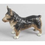 An Austrian cold painted bronze, modelled as a Corgi standing with head facing forward.