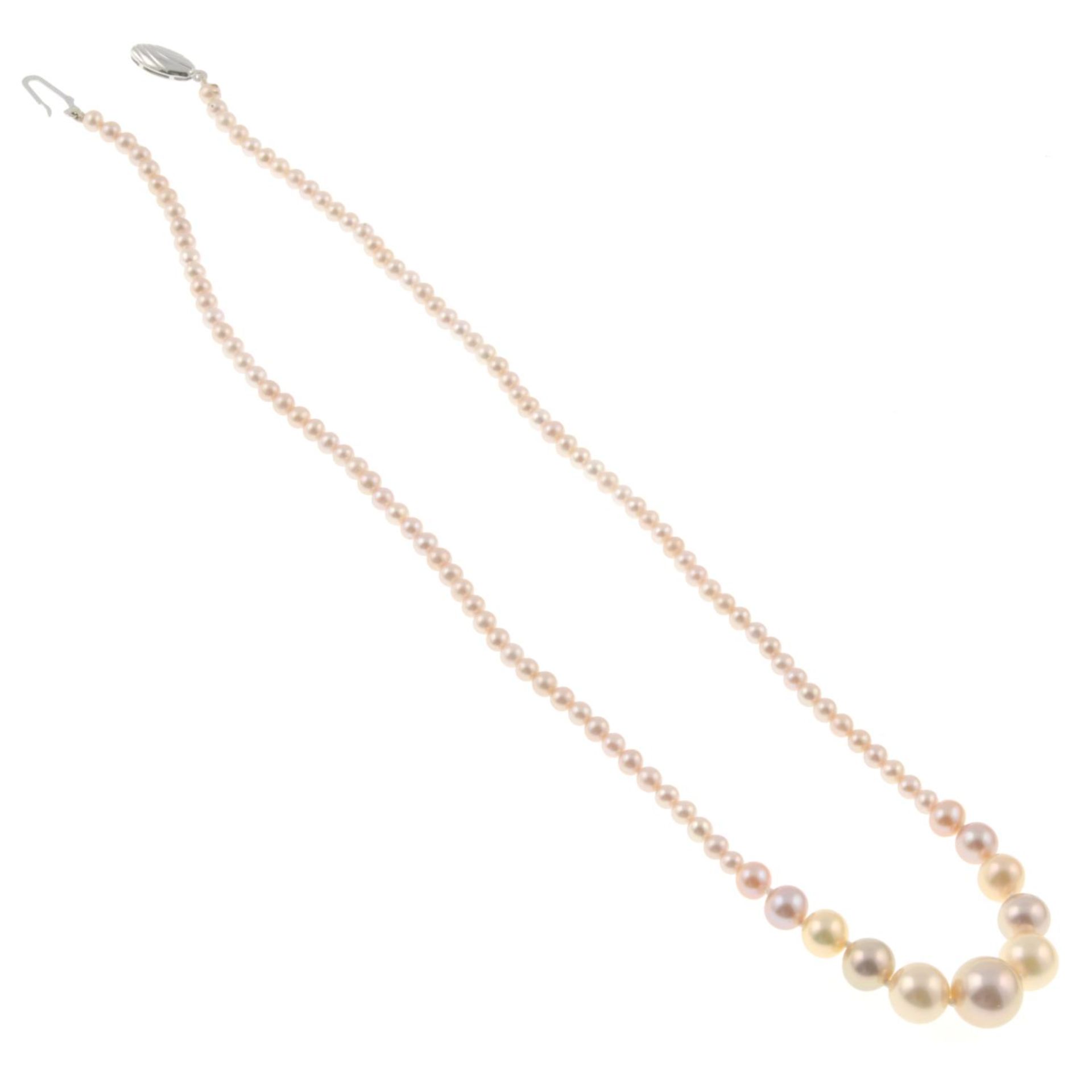 A graduated pink cultured freshwater pearl necklace.Clasp stamped 375.Length 74.5cms. - Image 2 of 2