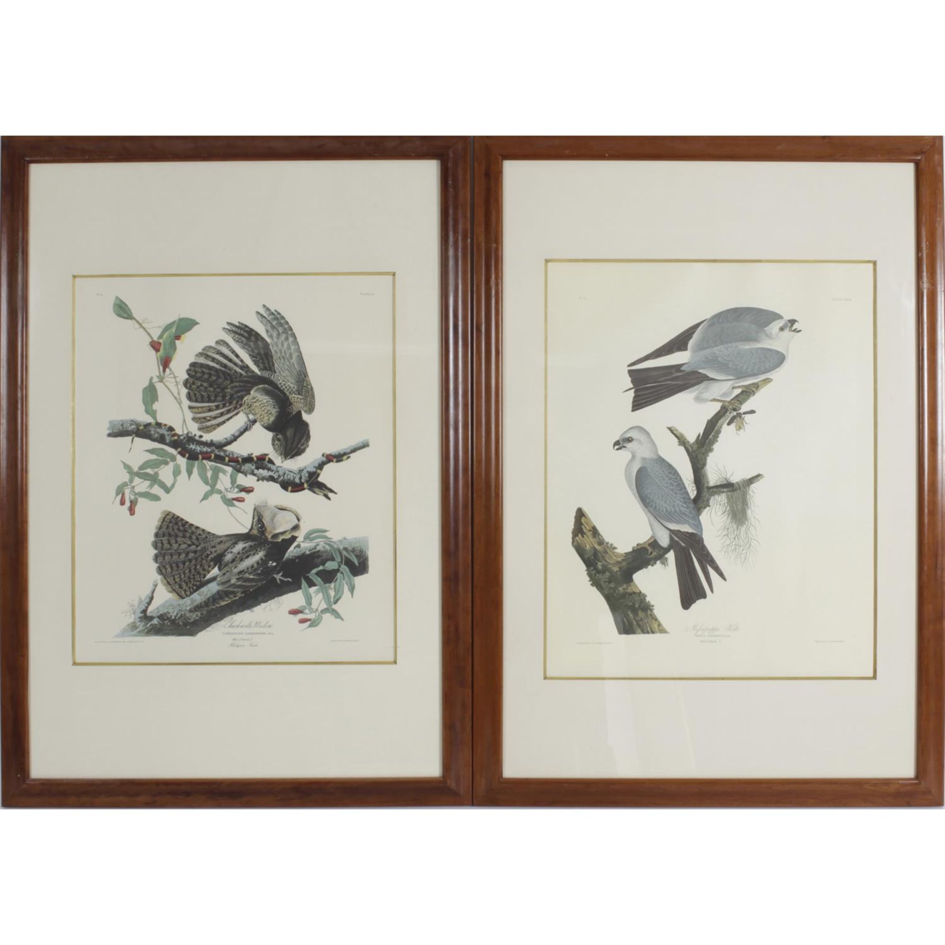 After John James Audubow, fourteen framed and glazed photolithographs.