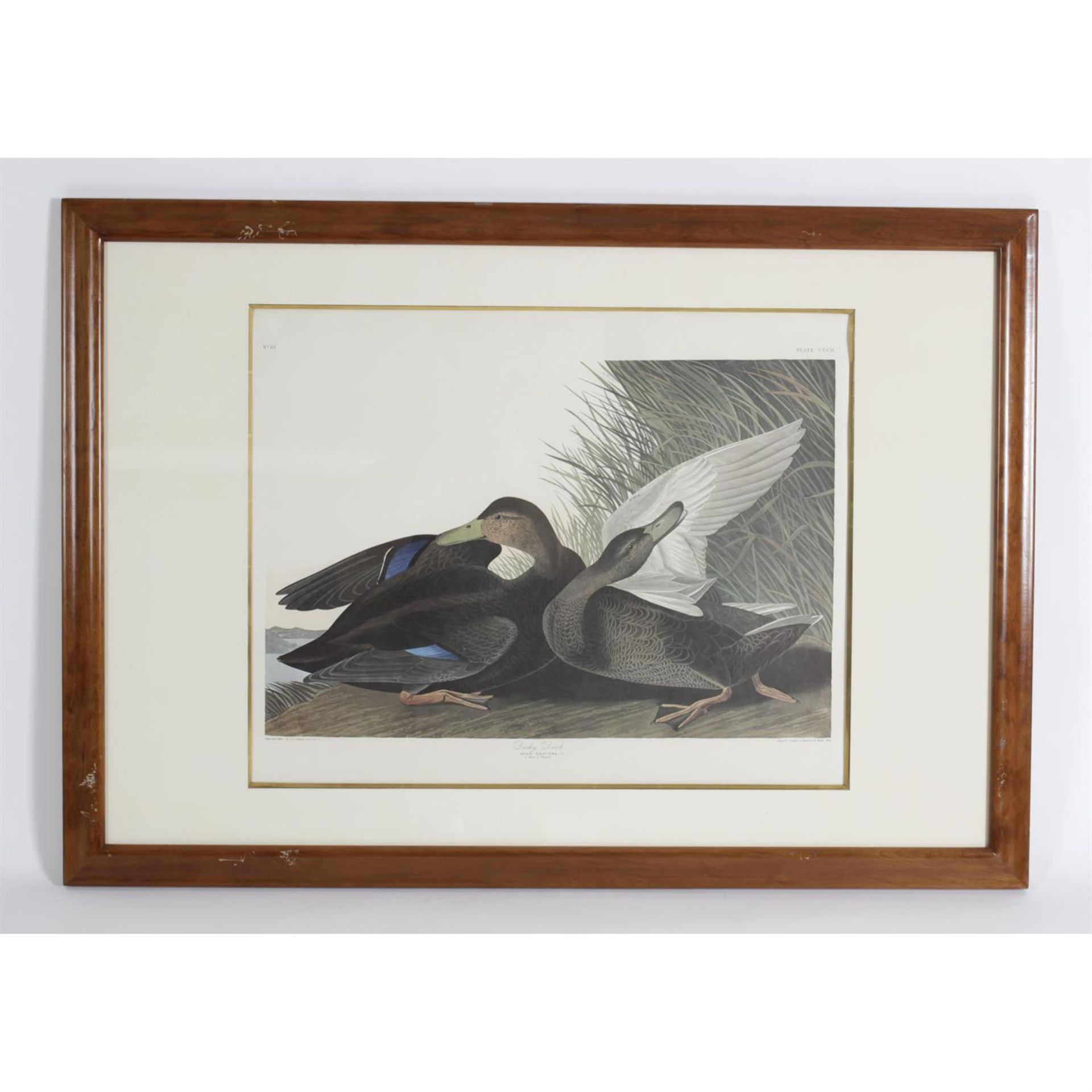 After John James Audubow, fourteen framed and glazed photolithographs. - Bild 3 aus 5