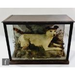 A Victorian/Edwardian cased taxidermy dog, 'Scruff', possibly a Parson's Jack Russell, modelled in