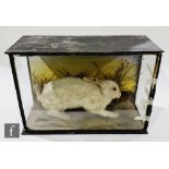A Victorian/Edwardian cased taxidermy hare, modelled in standing position surrounded with