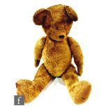 A large mid 20th Century straw filled teddy bear, with golden mohair, shaved muzzle, jointed arms