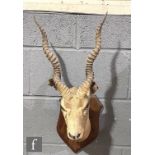 An early 20th Century taxidermy study of an antelope head, mounted on to a mahogany shield shaped