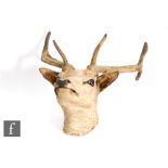 An early 20th Century taxidermy study of a stag's head, with glass inset eyes and mounted to a