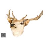 An early 20th Century taxidermy study of a stag's head, with glass inset eyes and mounted to a