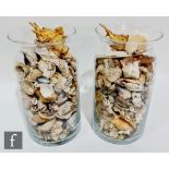 Two glass storage jars each containing a selection of seashells to include cowrie, mussel shells and