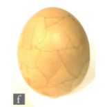 A composite or re-constructed elephant bird's egg, having been re-assembled from fragments of egg