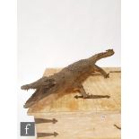 An early 20th Century taxidermy study of a Nile crocodile, mouth open, green glass eyes, length