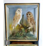 A late 19th to early 20th Century cased taxidermy study of a barn owl and a tawny owl, in a