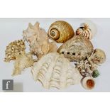 A Nautilus shell, height 8cm and width 18cm, two Queen Conch shells, heights 14cm and 11cm, and a