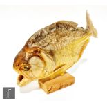 A taxidermy study of a piranha, height including wooden base 14cm and length 22cm.