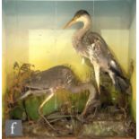 A late 19th to early 20th Century taxidermy study of a pair of herons in naturalistic setting,