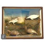 A Victorian cased taxidermy study of four ptarmigan in naturalistic setting, the case height 66cm
