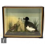 A late 19th to early 20th Century cased taxidermy study of a tufted duck and a snipe in naturalistic