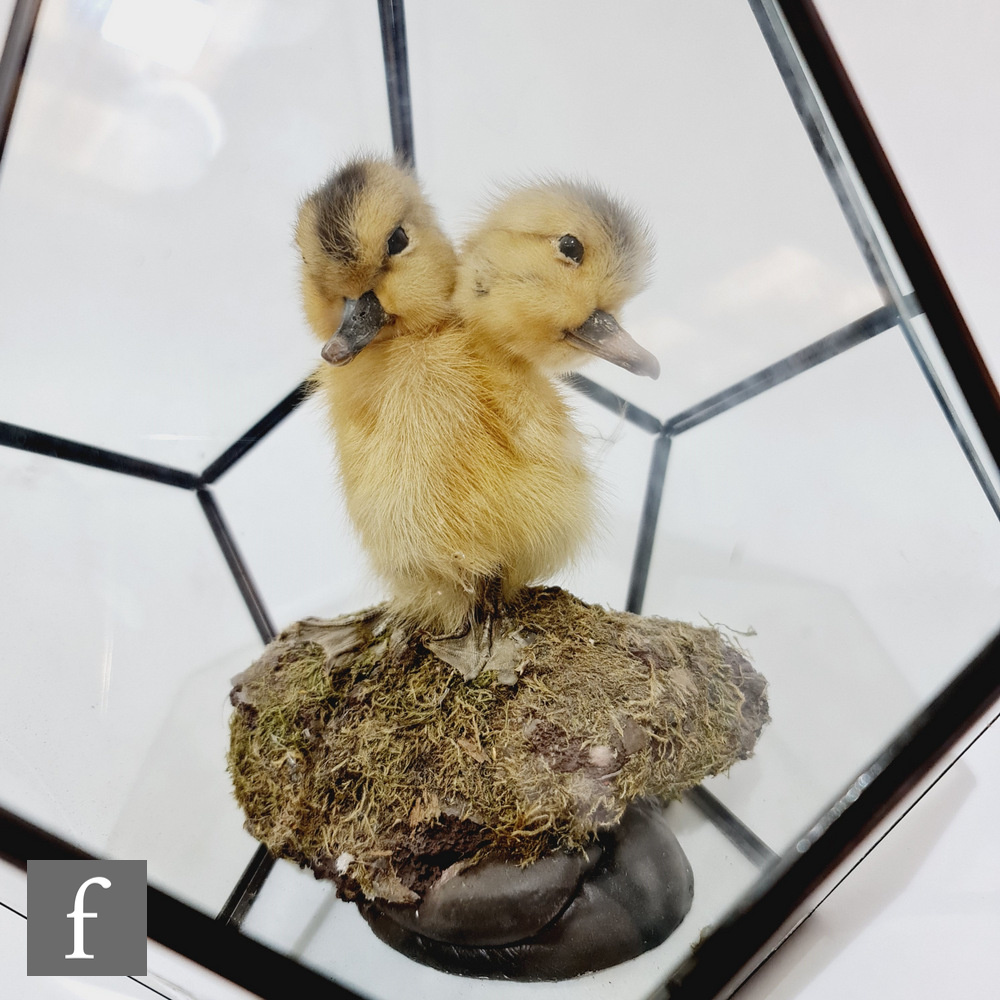 A taxidermy study of a two-headed duckling on a mossy block base, height 15cm including base,