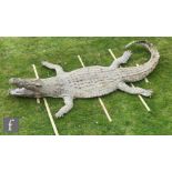 Amended description - A  contemporary taxidermy study of a Nile crocodile,