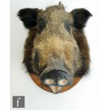 A taxidermy study of a boar's head, mounted to an oak plaque, height 58cm and width 34cm, S/D.