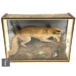 A late 19th to early 20th Century cased taxidermy study of a fox stalking a rabbit above its burrow,