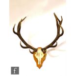 A pair of stag antlers on a pine plaque, width across the antlers 94cm.