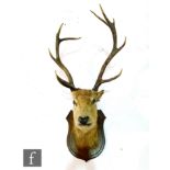 A taxidermy study of a stag's head on a shield shaped oak plaque, height including the plaque 100cm,