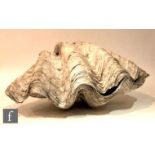 A twin section giant clam shell, width 62cm.Subject to CITES Annex B listing, this lot will
