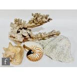 A piece of white coral, height 26cm and width 40cm, together with a Nautilus shell height 12cm and
