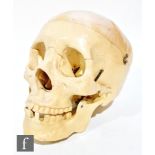 A replica anatomical model of a human skull with hinged cranium and jaw, height 16cm.