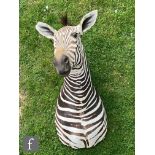 An early 20th Century taxidermy study of a Burchell's zebra, head and shoulder mounted, looking