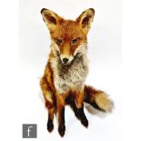 A taxidermy study of a seated fox, height 54cm, S/D.