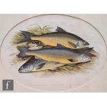 A set of six framed chromolithographs taken from 'British Freshwater Fishes' by Rev. William