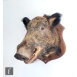 A taxidermy study of a boar's head, mounted to an oak shield-shaped plaque, height 59cm and depth