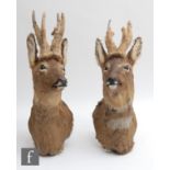 A pair of late 20th Century taxidermy studies of roebuck shoulder mounts, with glass inset eyes,