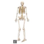 A replica moulded resin anatomical human skeleton, height 160cm.