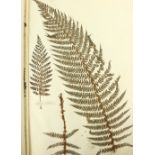 Ferns: A very large (approx. 29" x 21") Album of Dried Specimens of Ferns, approx. 31 full pages