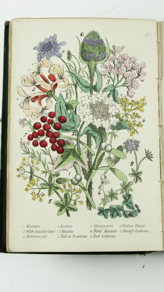 Hand Coloured Plates: Plues (Margaret) Rambles in Search of Wild Flowers, 8vo L. 1864. Second - Image 7 of 7