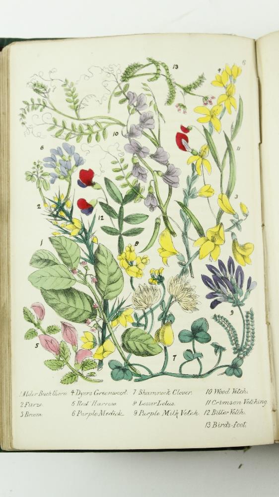 Hand Coloured Plates: Plues (Margaret) Rambles in Search of Wild Flowers, 8vo L. 1864. Second - Image 6 of 7