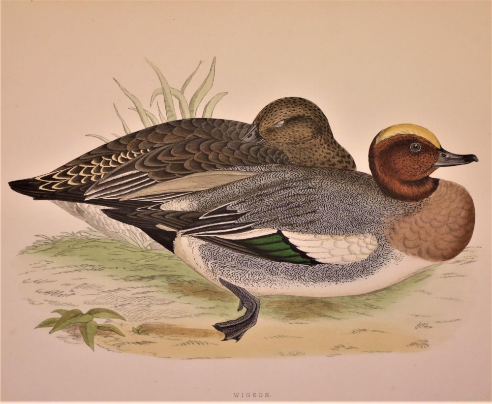 Fine Hand Coloured Prints Morris (B.R.) British Game Birds,  a set of 6 large hand coloured - Image 3 of 8