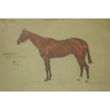 20th Century Irish School "Benbrack" (Killyleagh - Buttercup), charcoal and pastel, bay horse in a