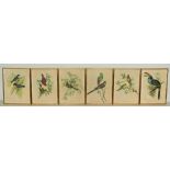 After John GouldA set of 12 coloured Bird Prints, in matching gilt frames. (12)